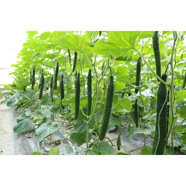 喜旺108(27-108)Seawall 108 product photo view-2 L