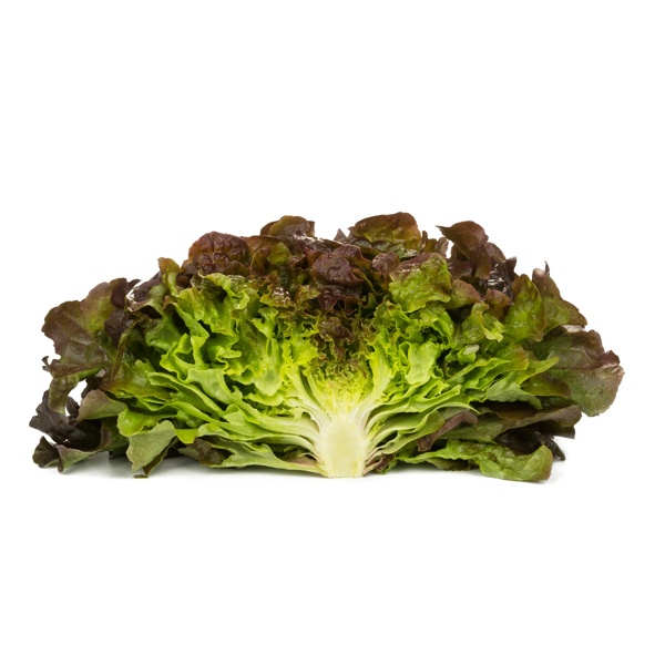 SUYAI RZ (83-559) product photo view-2 L