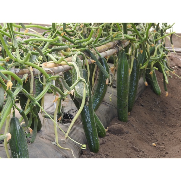 Cucumber Seeds | Long | BOLOGNA RZ F1 | Rijk Zwaan Africa