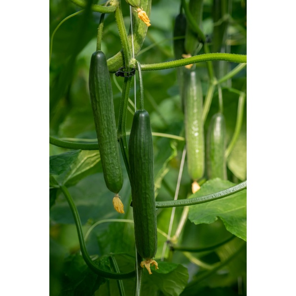 BLUESUMMER F1 (24-PT613) Produktbild view-2 L