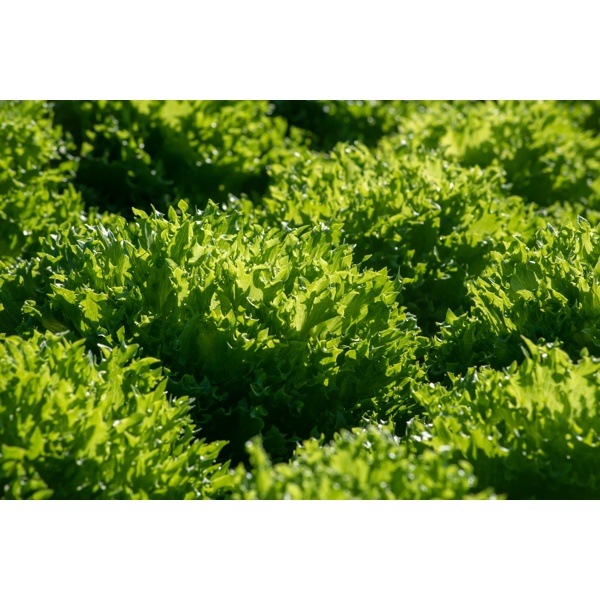 CRYSTIQUE RZ (44-CL1573) Knox™ product photo view-4 L