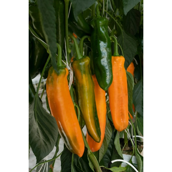PALERMO OBEDIUS RZ F1 product photo front L