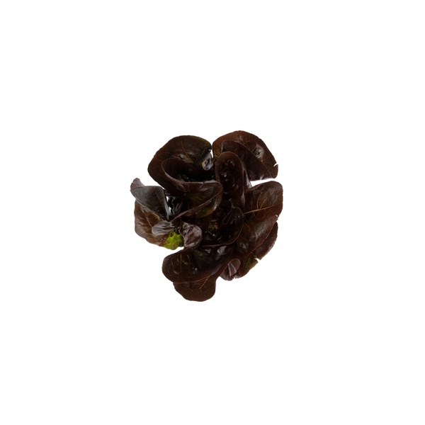 CARDAINE RZ  product photo view-2 L