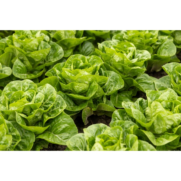 RAWONDER RZ (41-CO7661) product photo view-3 L