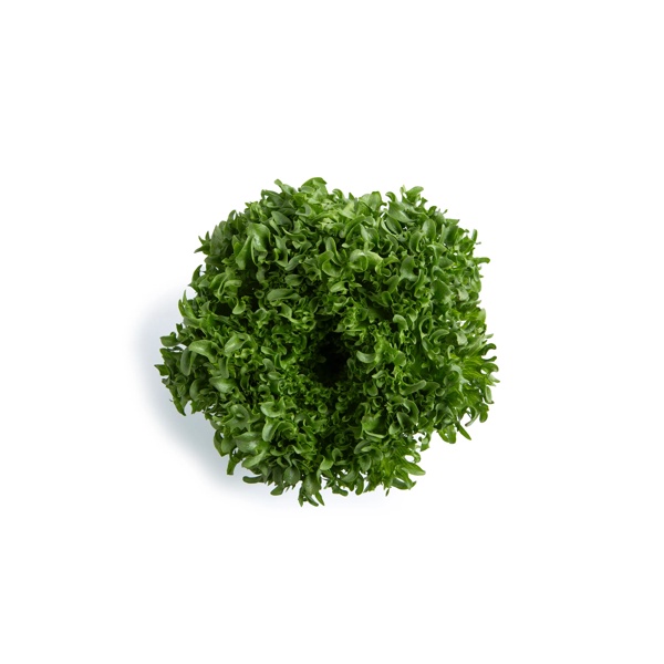 BODILIQUE RZ product photo front L