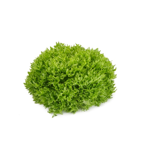 EXOGRAPHIE RZ product photo view-2 L