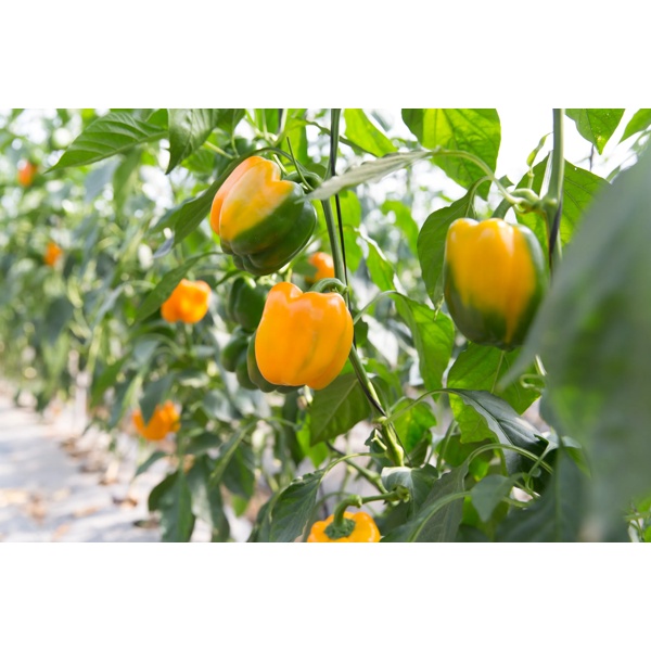 Іланга RZ F1 product photo view-2 L