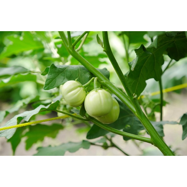 LIMPOPO RZ F1  product photo view-2 L