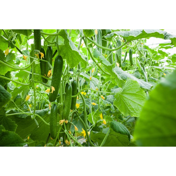 皮克维(22-511)Picowell product photo view-4 L