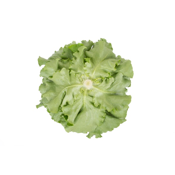 TOMBELO RZ product photo view-3 L