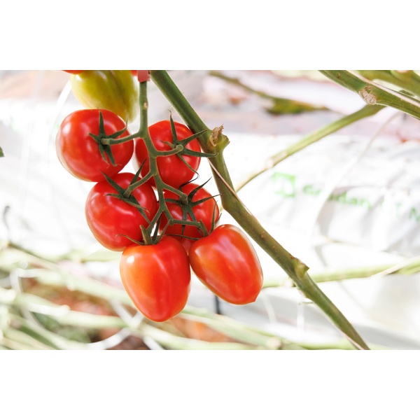 NIMBOLA RZ F1 (72-PL0502) - Tomato | Rijk Zwaan