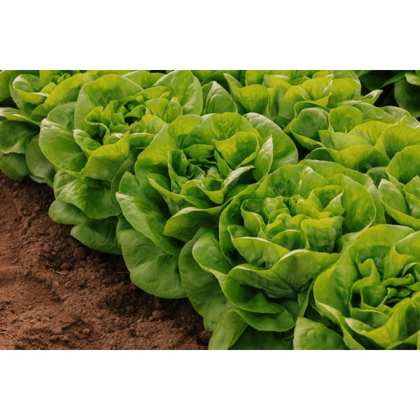MYLES RZ (42-BU4880) product photo front L