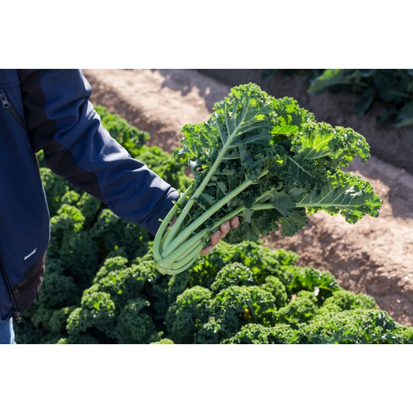 KARILLO F1 (31-KA001) product photo view-2 L