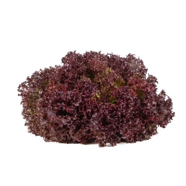 SAMANTINE RZ product photo front L