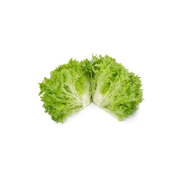 Salanova EXOGRAPHIE (79-28) - Salat | Rijk Zwaan