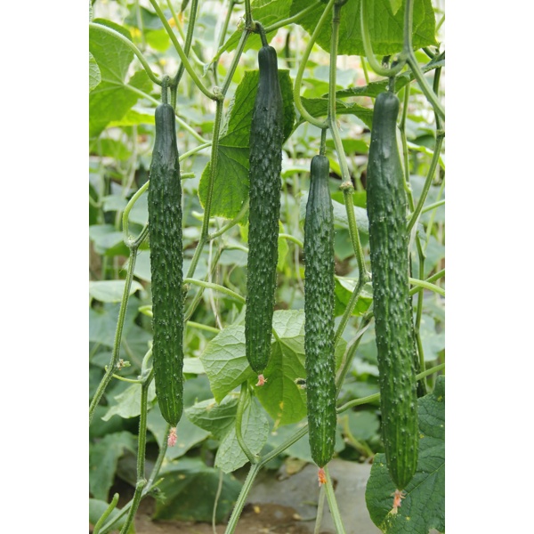 玛香蒂(24-921)Marshyangdi product photo view-4 L