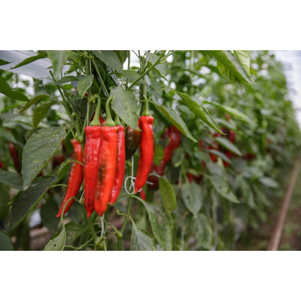 PALERMO RZ F1 (35-501) product photo view-4 L