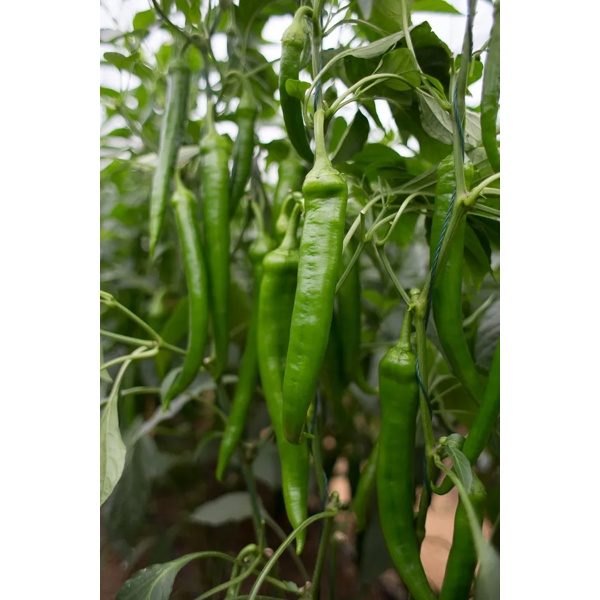 南优41(37-41)Furnas product photo view-2 L