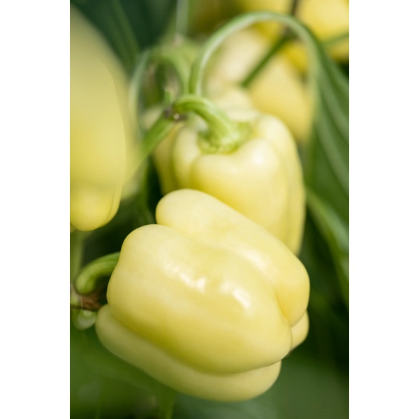 BURABELLA RZ F1  product photo view-2 L