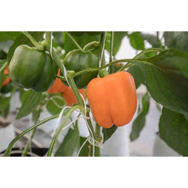 ARANCIA RZ F1 product photo view-2 L