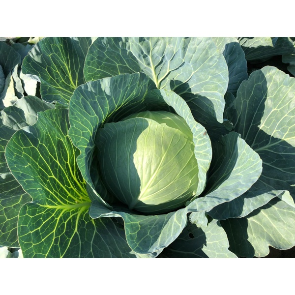 BLUESMA F1 (30-WC735) Produktbild view-4 L