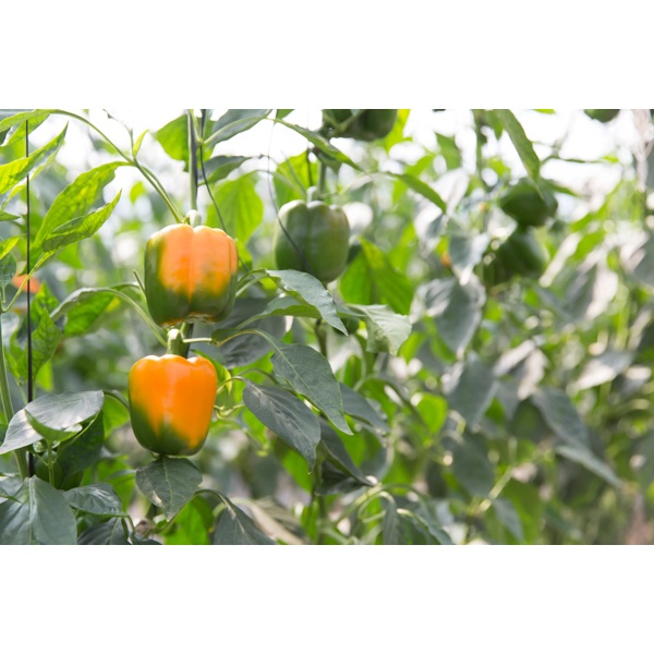 Іланга RZ F1 product photo view-3 L