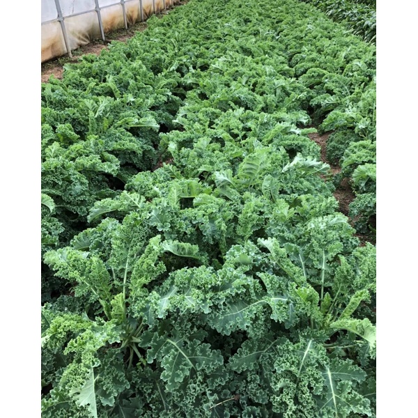 KARILLO F1 (31-KA001) product photo view-4 L