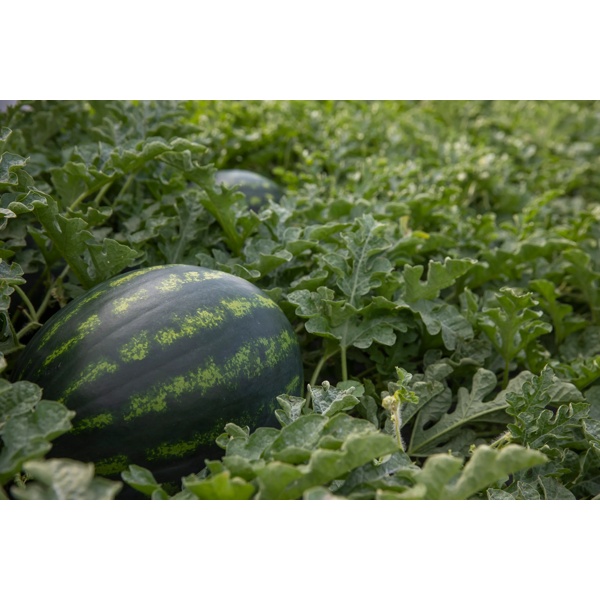 LUSITANA RZ F1 product photo view-3 L