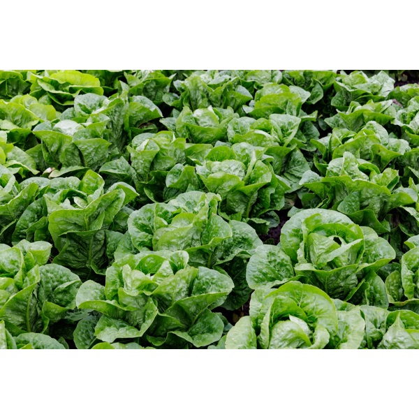 CAICEDO RZ (41-CO2151) Knox™ product photo view-2 L