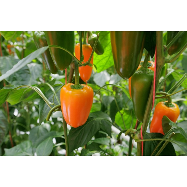ORANGE CRUSH F1 (35-MO1606) product photo view-3 L