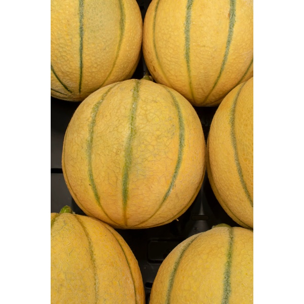 SUNNYGEM RZ F1 (34-IE5013) product photo view-3 L