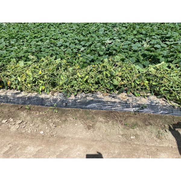 RESITAL RZ F1 product photo view-3 L