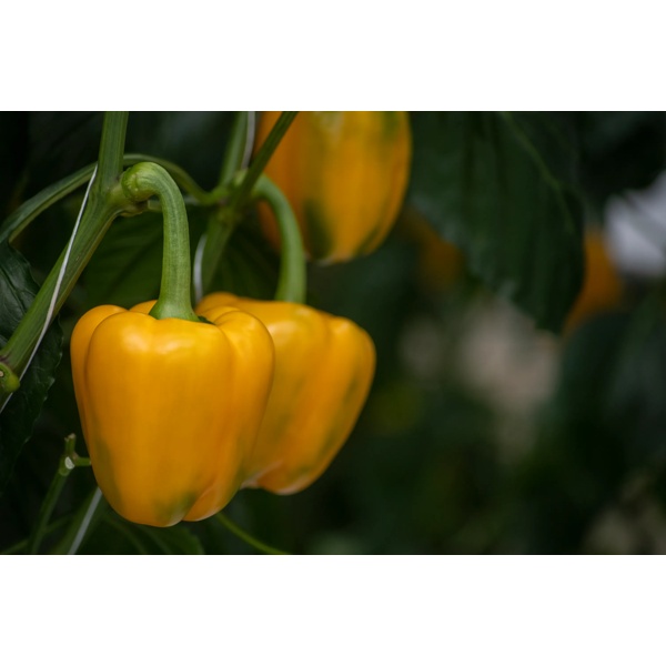 MATTHEWS RZ F1 product photo view-4 L