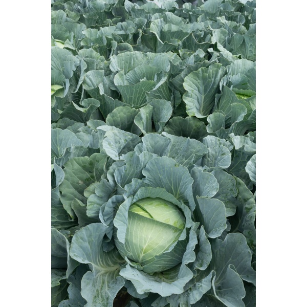 MANOUK RZ F1 (30-WC796) product photo view-3 L