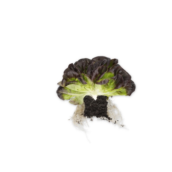 ABSOLON RZ product photo view-2 L