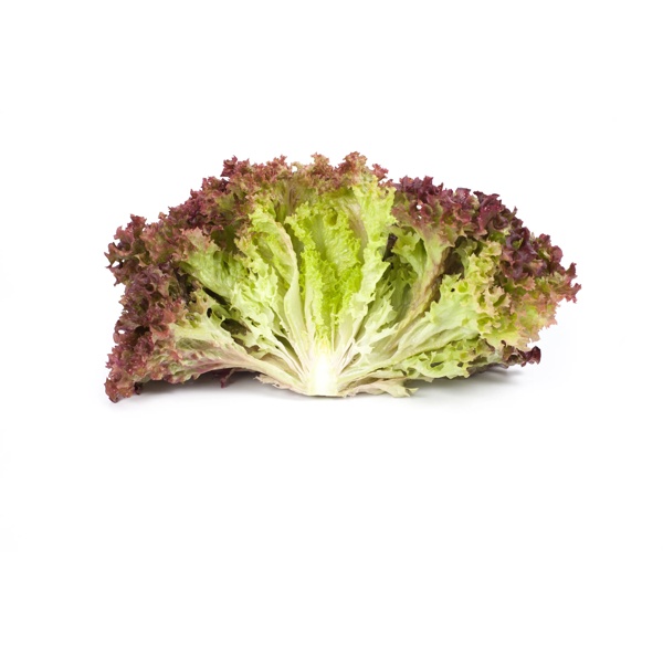 CORENTINE RZ (86-79) product photo view-2 L