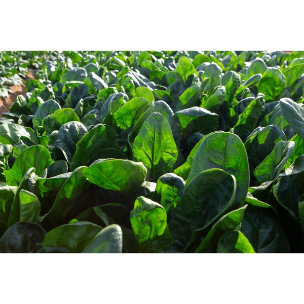 SKIPJACK RZ F1 (51-OR200) product photo view-4 L