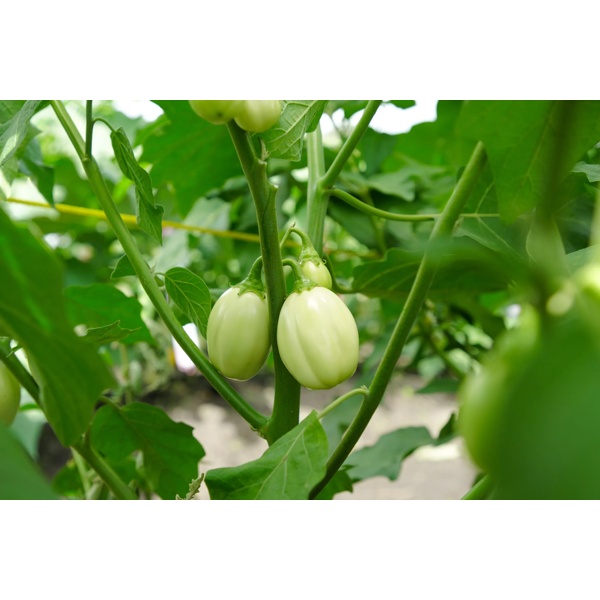 KAZINGA RZ F1 product photo view-2 L