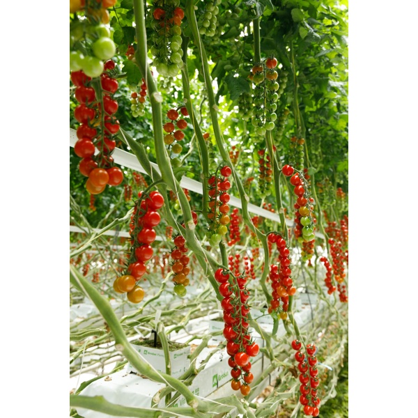 NECLUDA RZ F1 (72-CH0362) product photo view-3 L