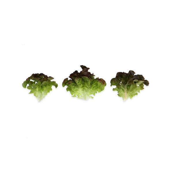 SUYAI RZ (83-559) product photo view-5 L