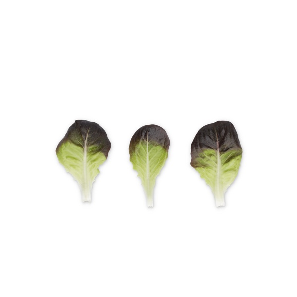 ABSOLON RZ product photo view-3 L