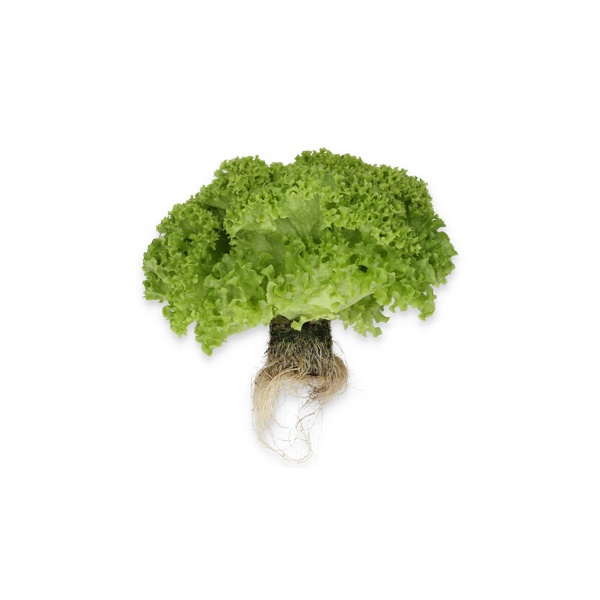 LAMARRE RZ product photo view-3 L