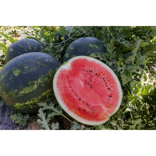 LUSITANA RZ F1 product photo view-2 L