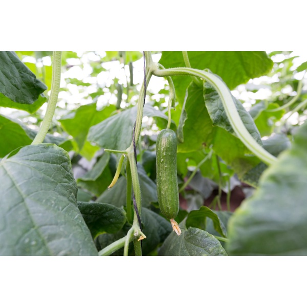 戴多星(22-03)Deltastar product photo view-4 L
