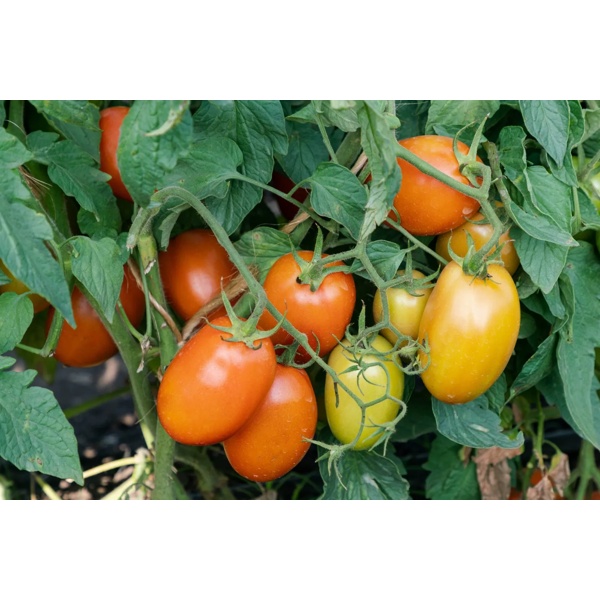 AMBURANA RZ F1  product photo view-4 L