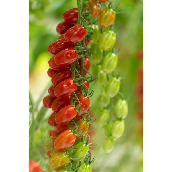 BENVOLIETTO RZ F1 product photo view-4 L