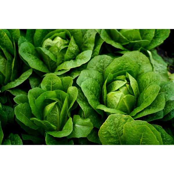 GRADARA RZ (41-112) product photo view-3 L