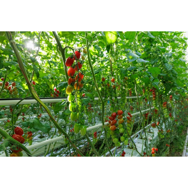 CAMILETTO RZ F1 (72-MP0046) - Tomate | Rijk Zwaan