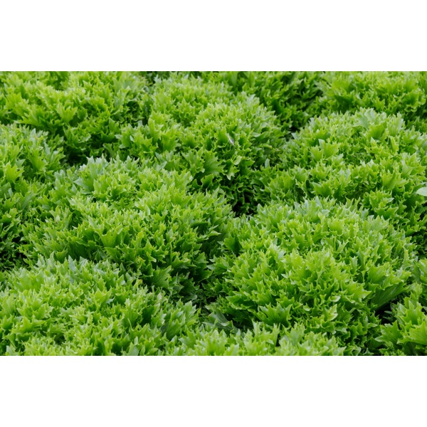 Exabreeze RZ | Salanova Coral Lettuce Seeds | Rijk Zwaan