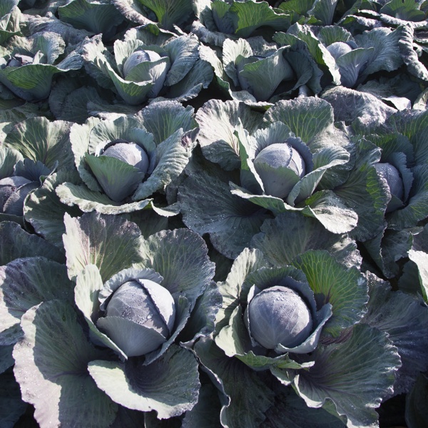 RESIMA RZ F1 product photo view-4 L
